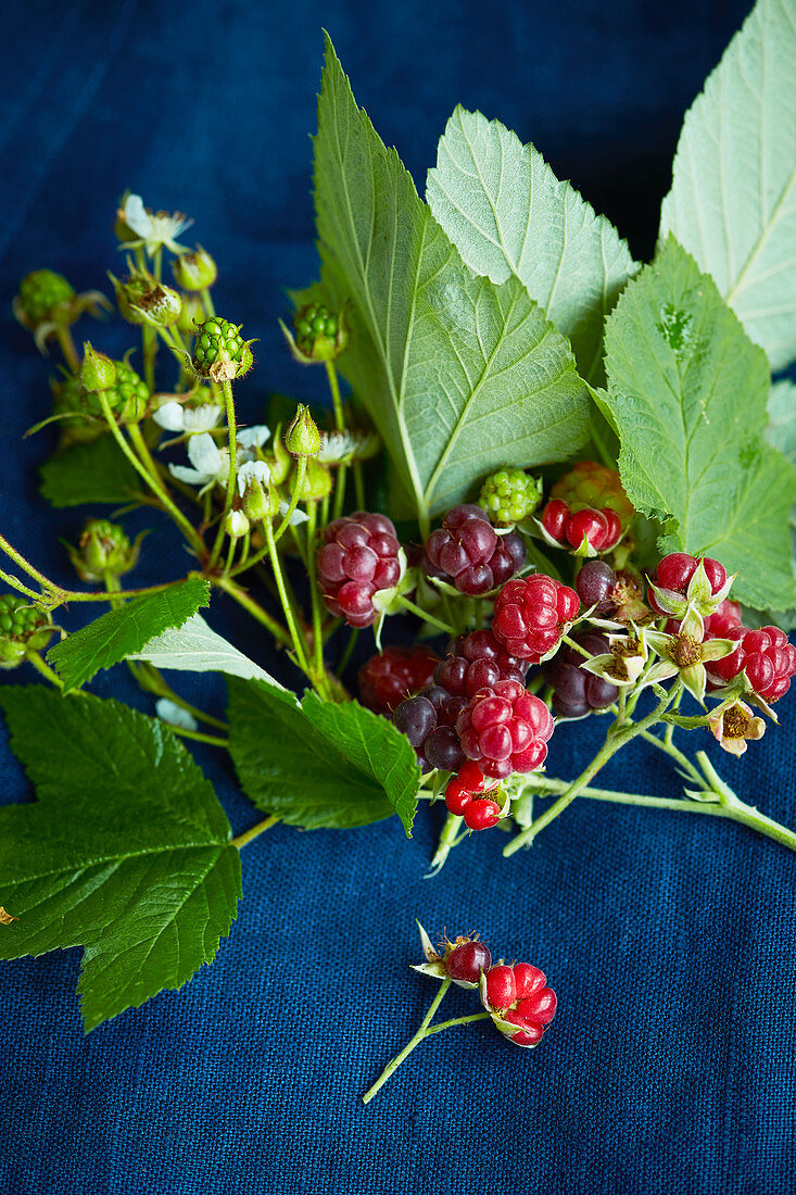 A sprig of raspberries with leaves, flowers and berries