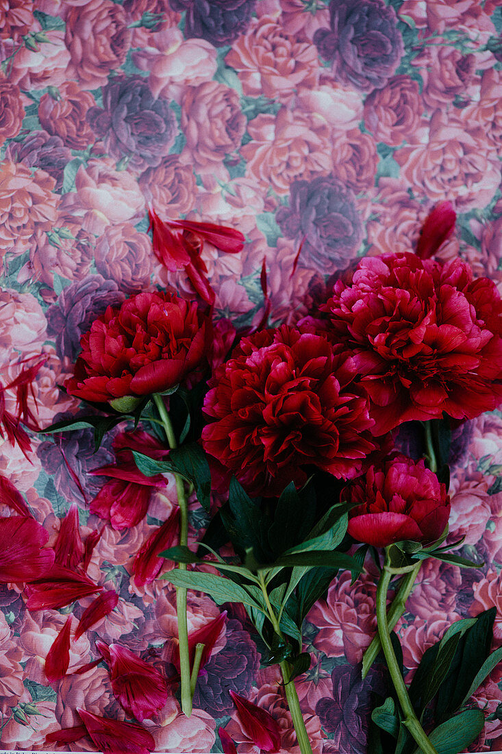 Red peonies on floral background