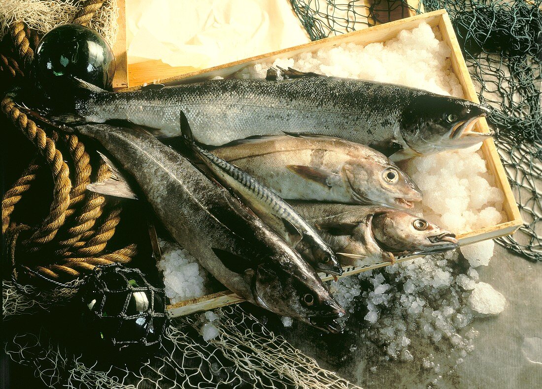 Salmon and Haddock; Coley and Mackerel; Still Life