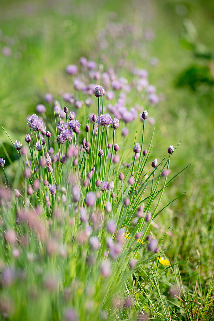 Blühender Schnittlauch im Garten