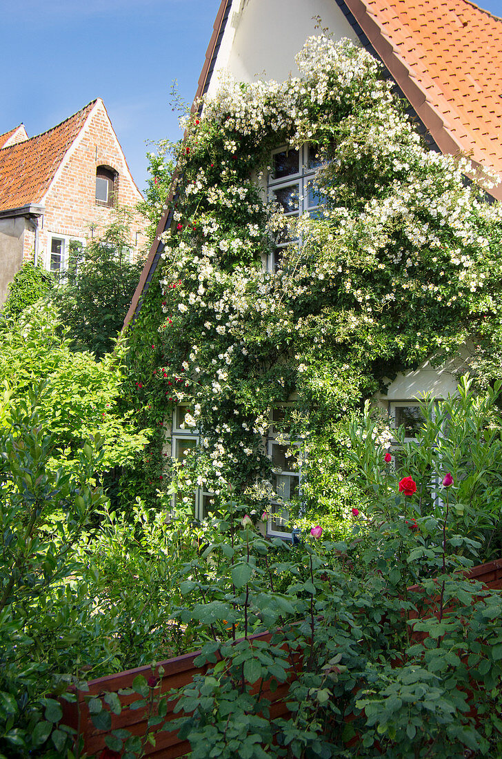 Luxuriant climbing rose covering façade of old house