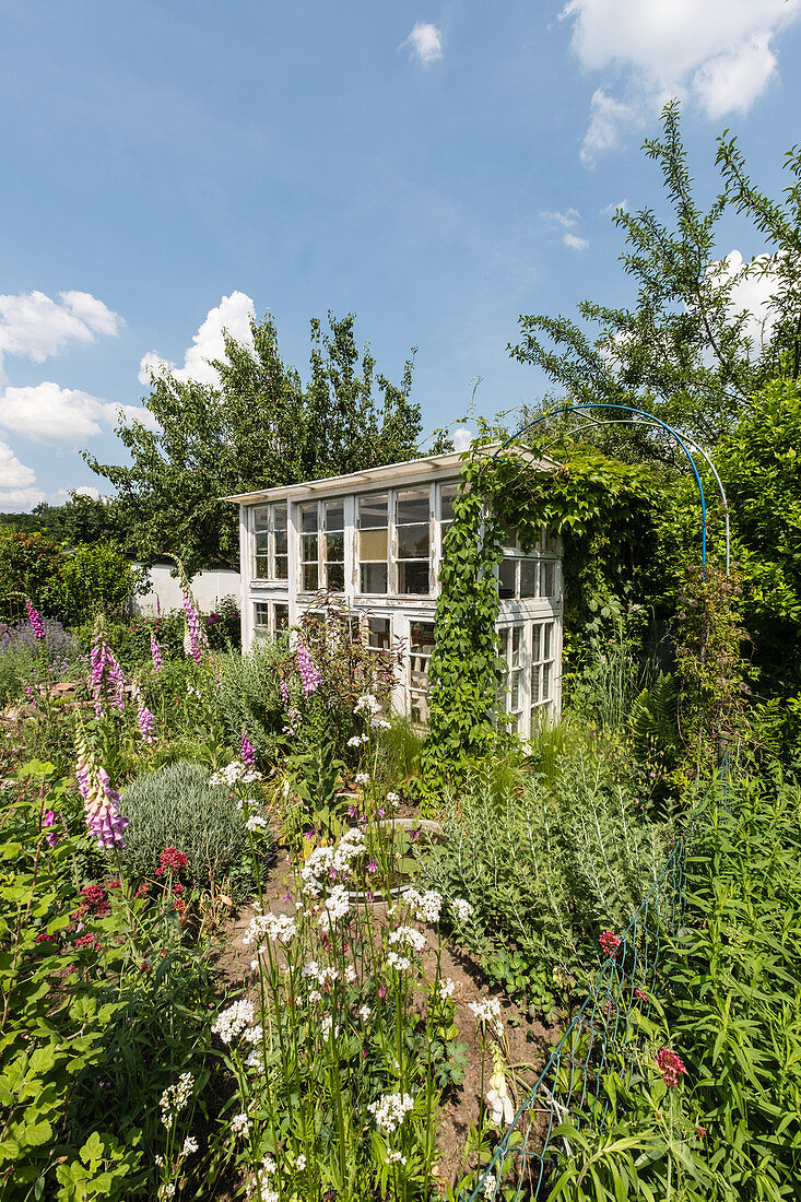 Greenhouse From Old Windows In Natural Garden