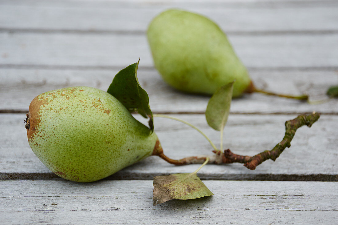 Pears with stems and leaves