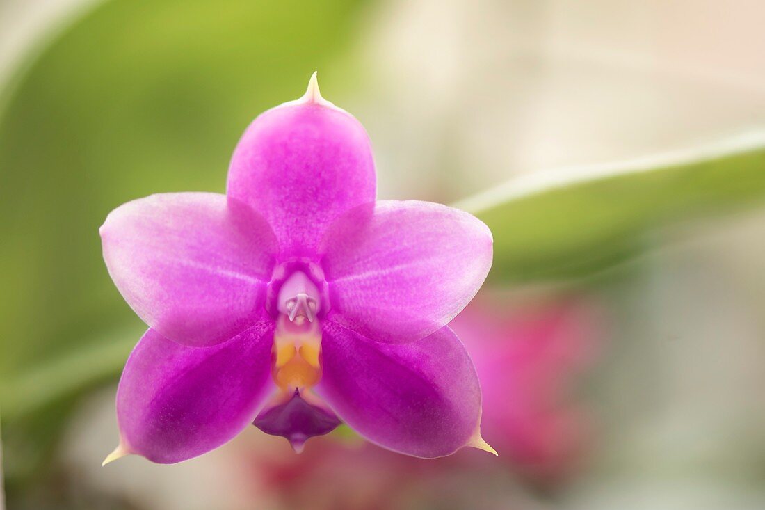 Orchid (Phalaenopsis Mituo Prince x Samera)