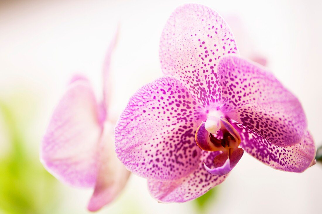 Orchid (Doritaenopsis I-Hsin Spot Leopard 'Coral')
