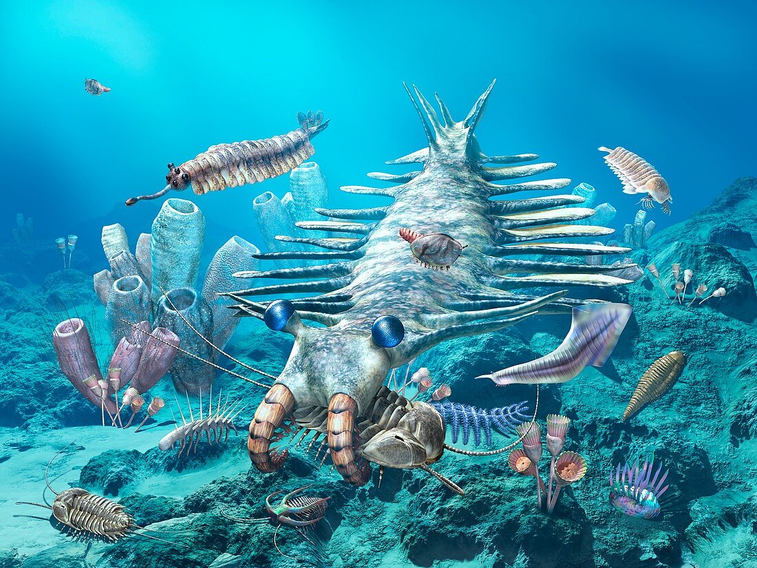 Cambrian sea, illustration
