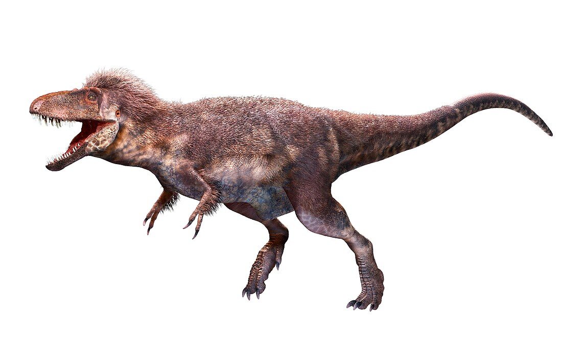Daspletosaurus horneri dinosaur, illustration