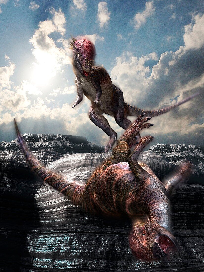 Pachycephalosaurus fighting Stegoceras, illustration