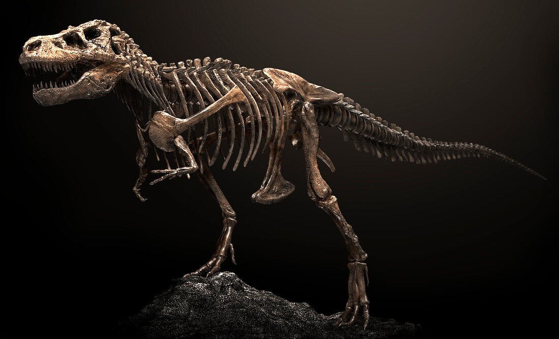 Tyrannosaurus dinosaur skeleton, illustration