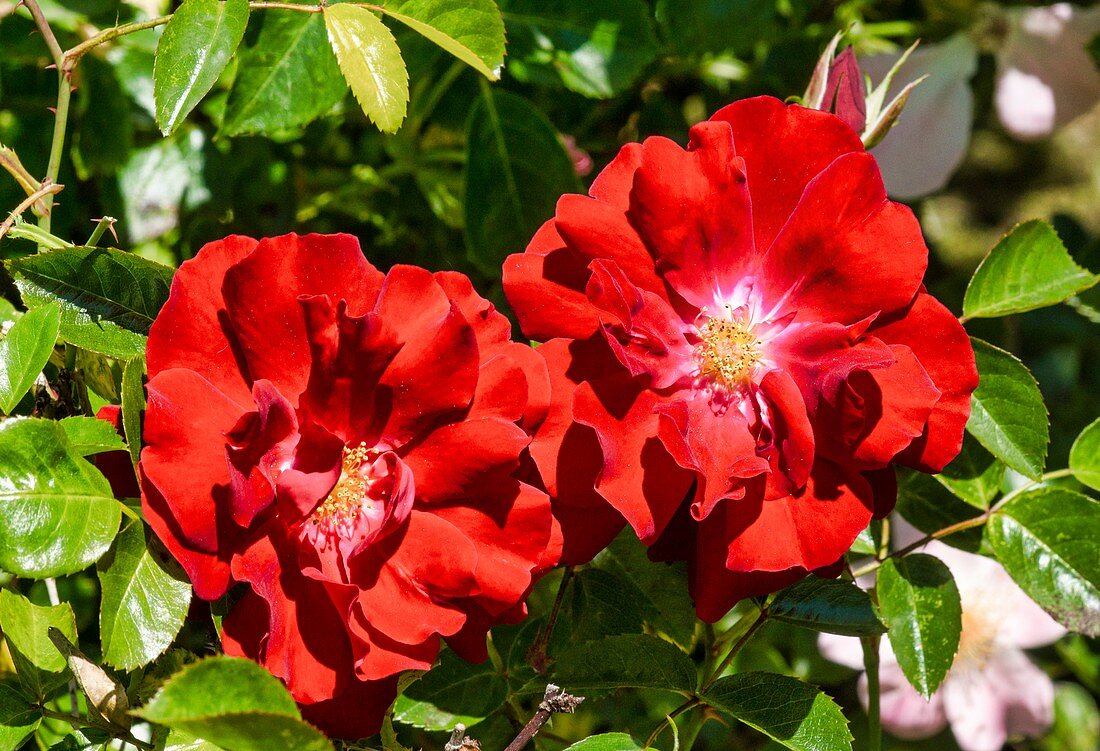 Rose (Rosa 'Mainau Feuer')