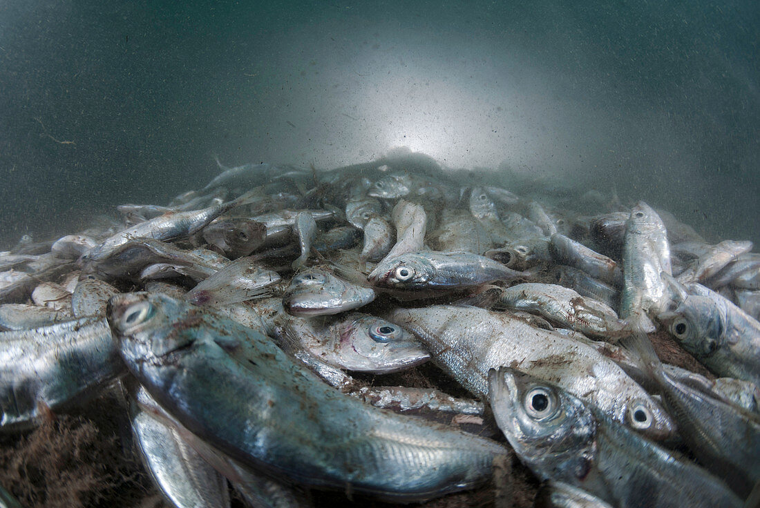 Dead Atlantic horse mackerel in polluted waters
