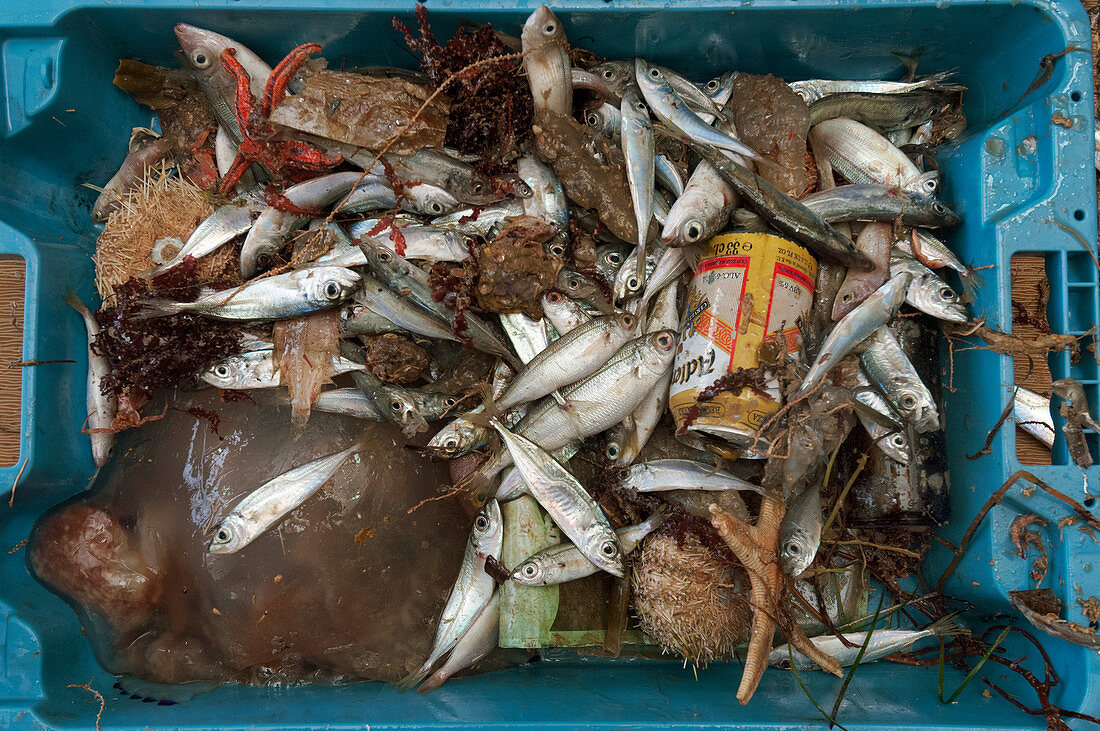 Fishing bycatch and drinks can
