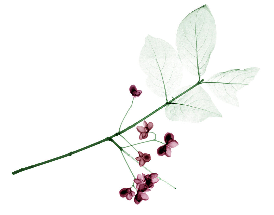 Euonymus flowers and leaves, X-ray