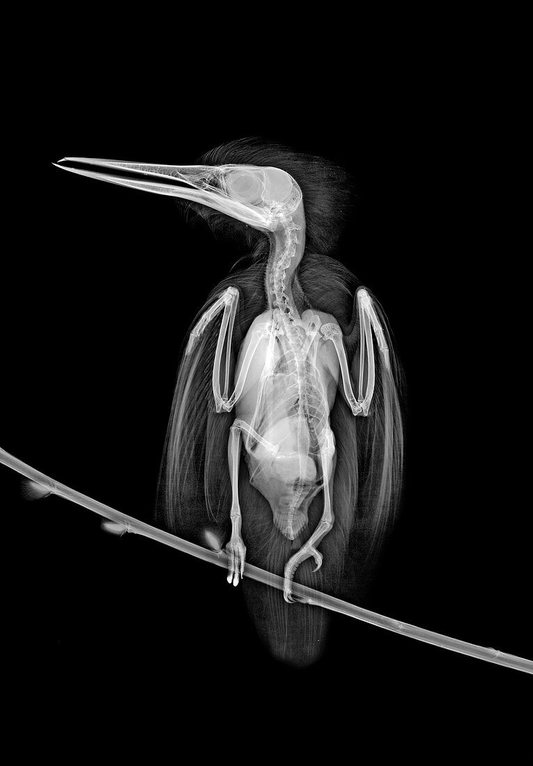 Kingfisher, X-ray