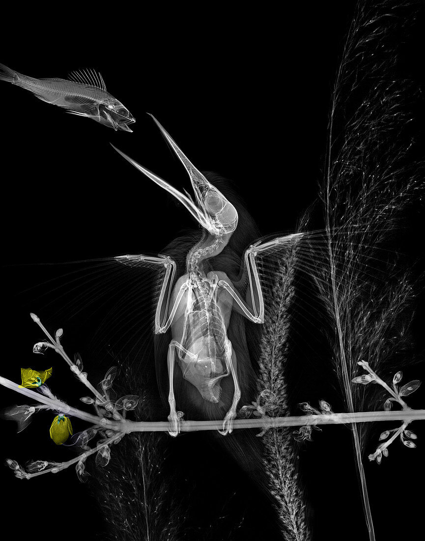 Kingfisher feeding, X-ray