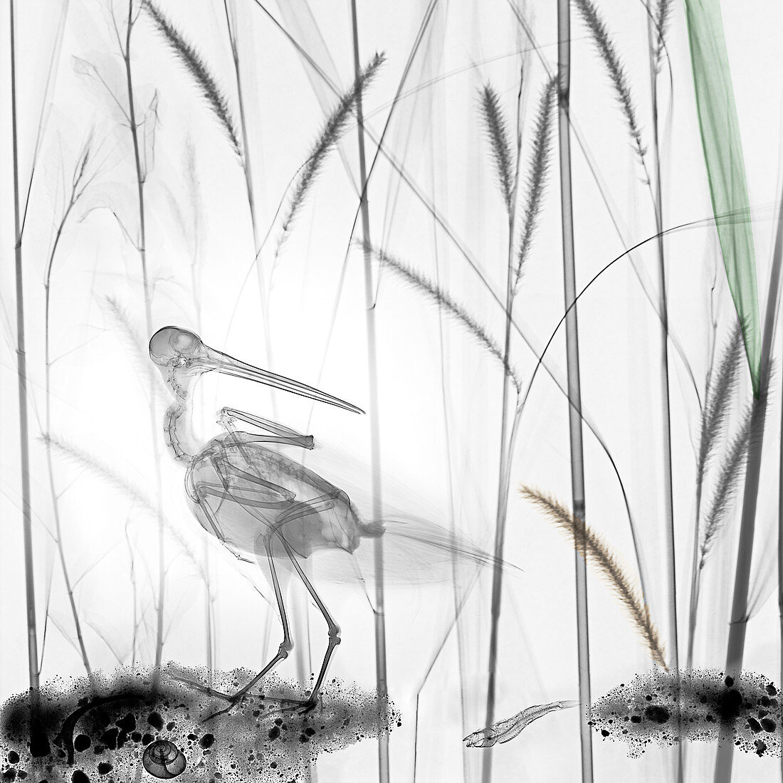 Snipe in marsh, X-ray