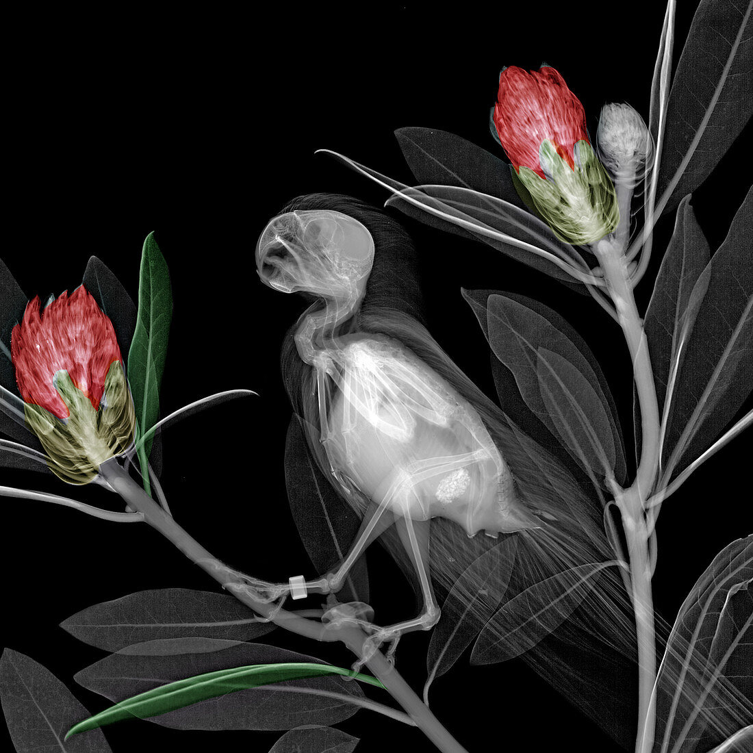 Parakeet and rhododendrons, X-ray