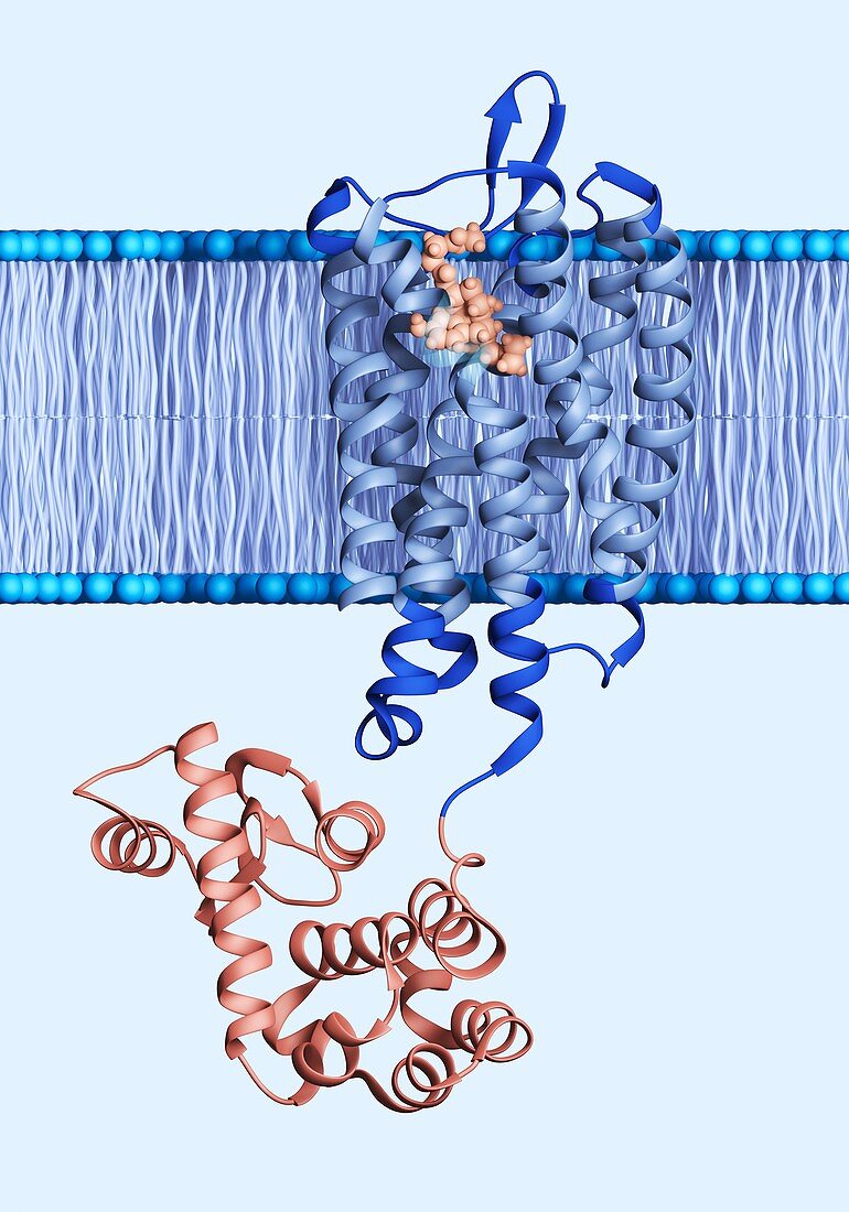 Opioid receptor protein in membrane, illustration