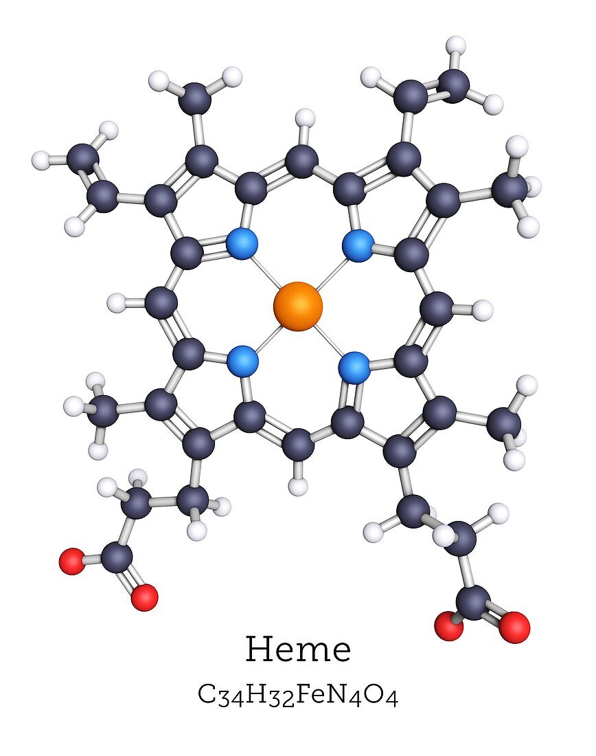Heme molecule