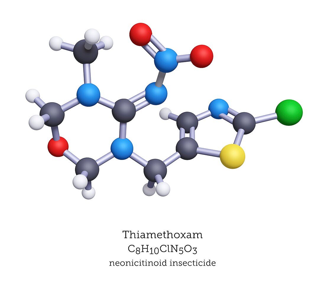 Thiamethoxam neonicitinoid insecticide molecule
