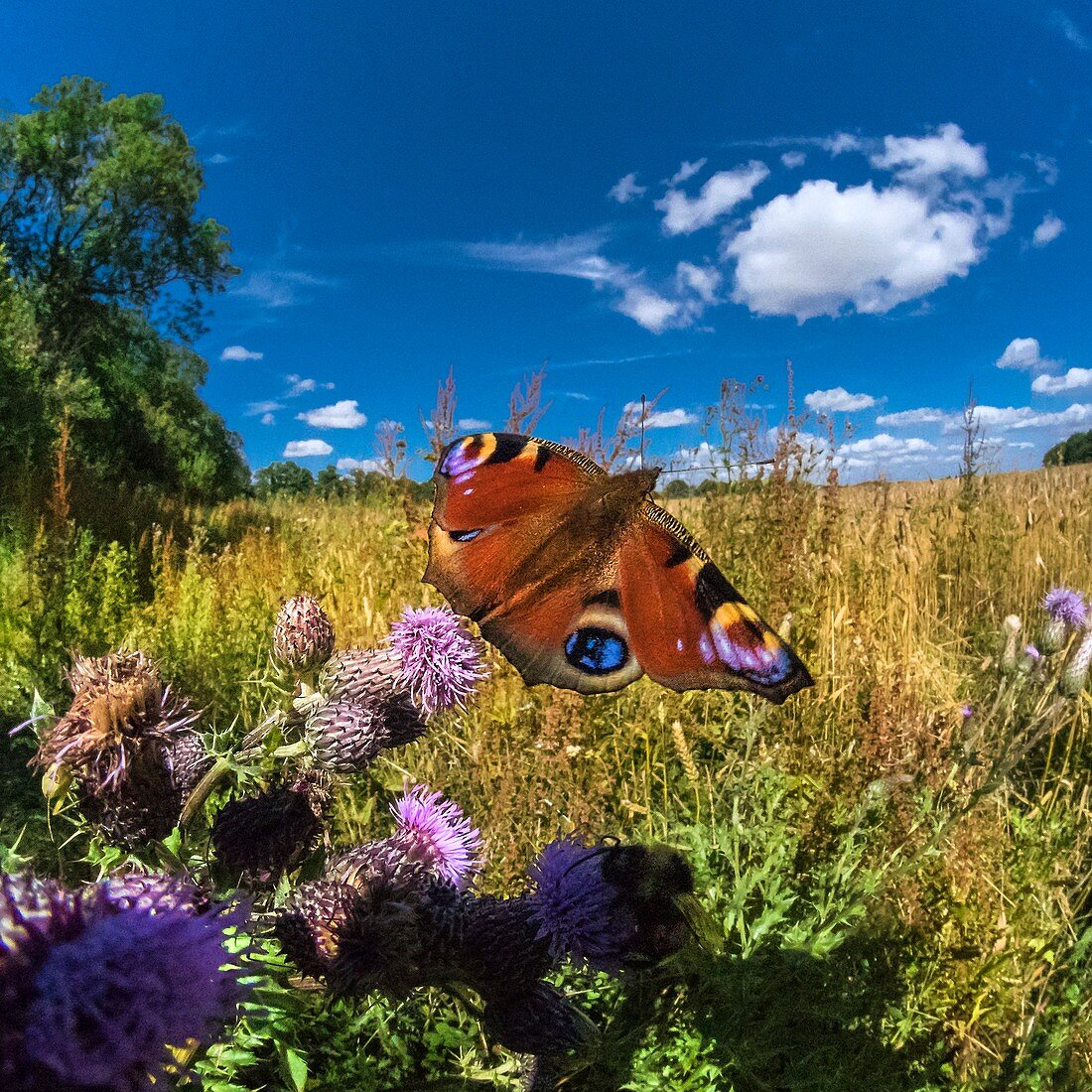 Peacock butterfly, high-speed fish-eye lens image