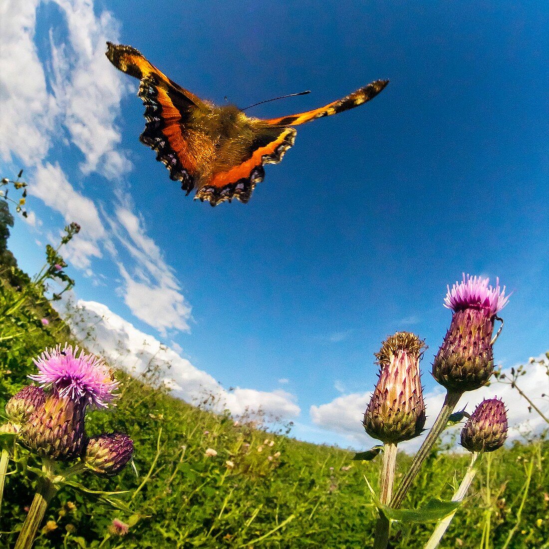 Tortoiseshell butterfly, high-speed fish-eye lens image