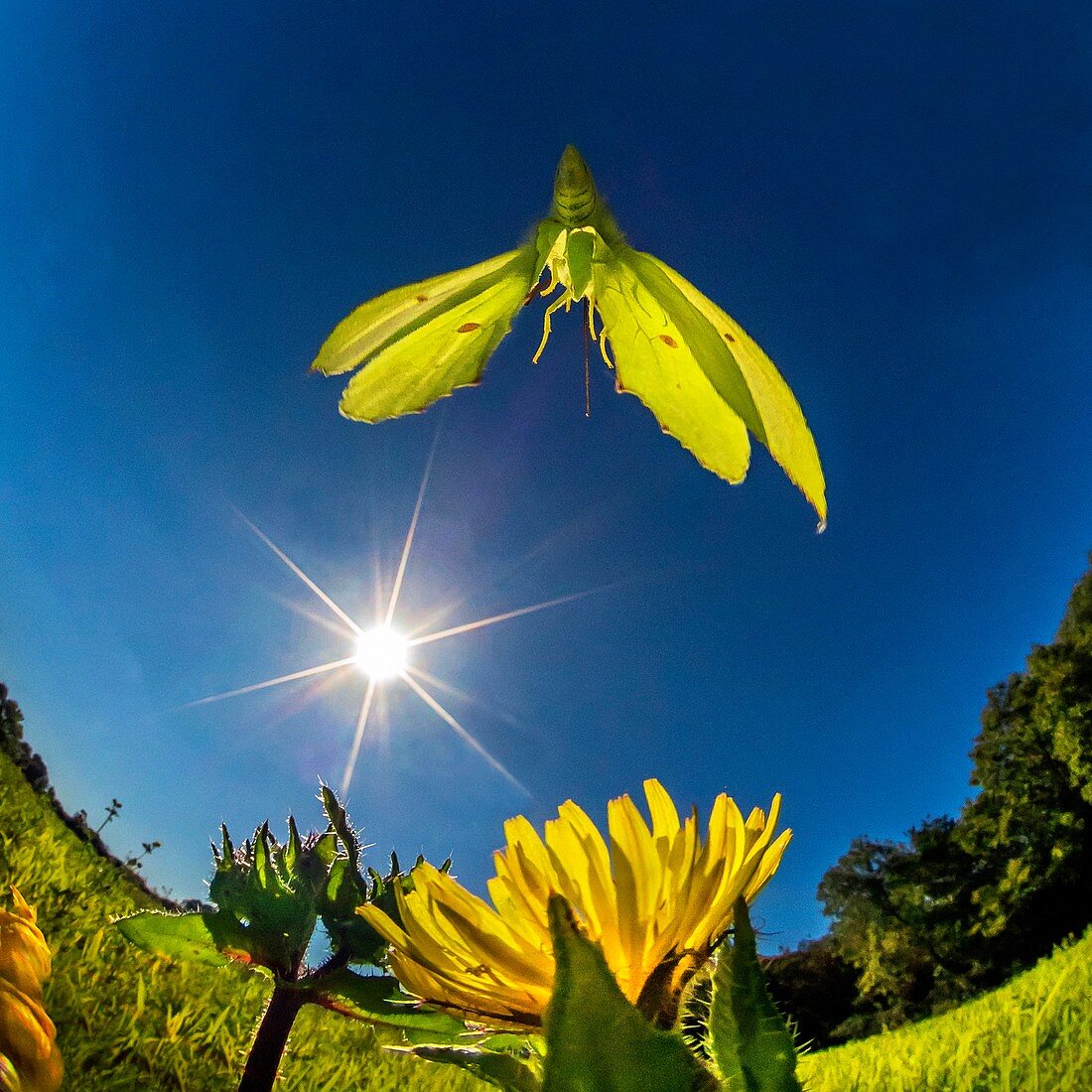 Brimstone butterfly, high-speed fish-eye lens image