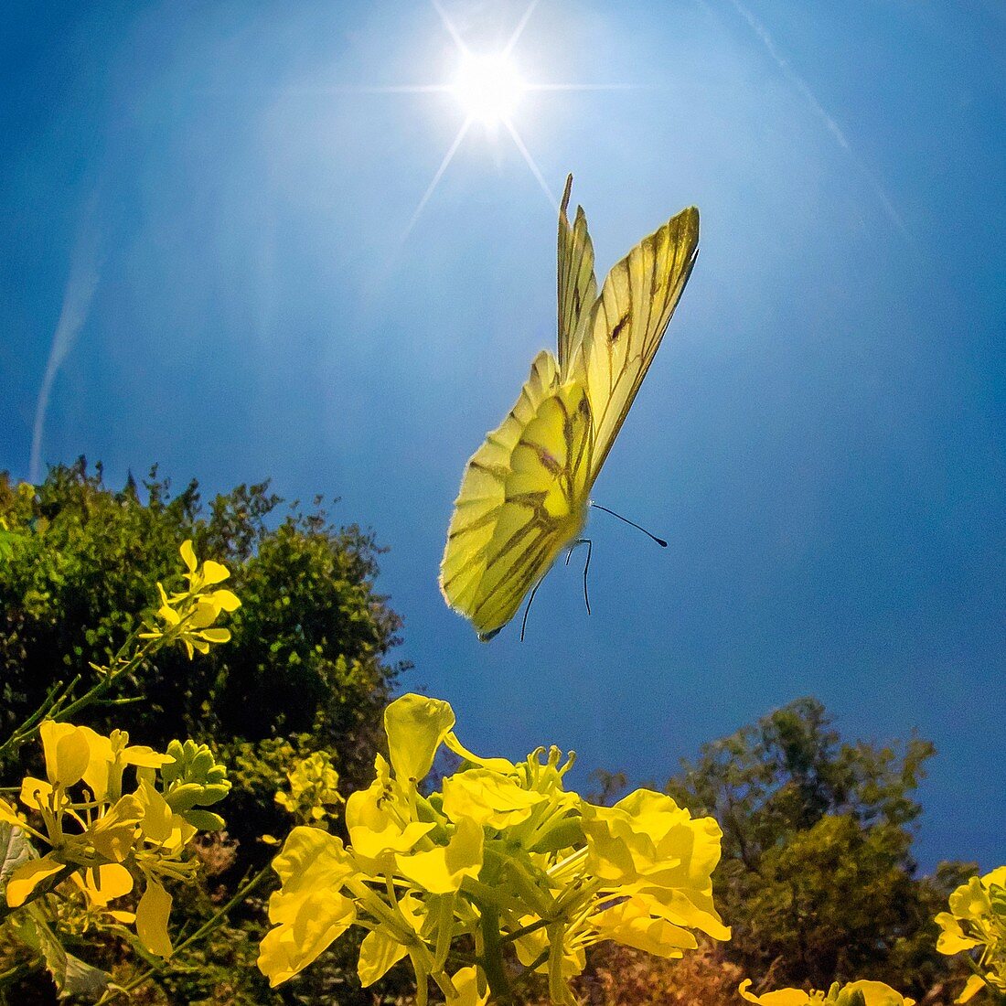Green-veined White butterfly, high-speed fish-eye lens image