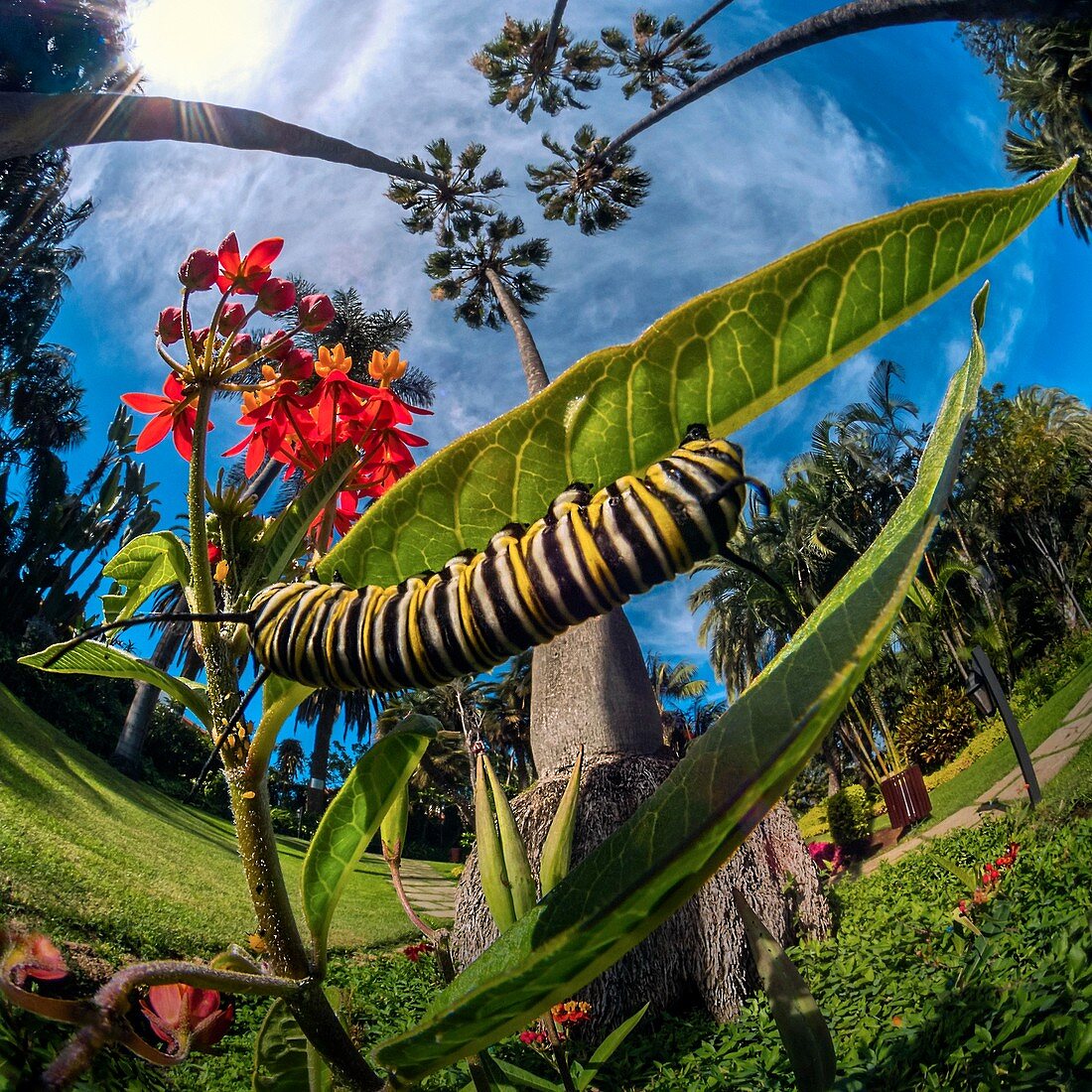 Monarch caterpillar, high-speed fish-eye lens image