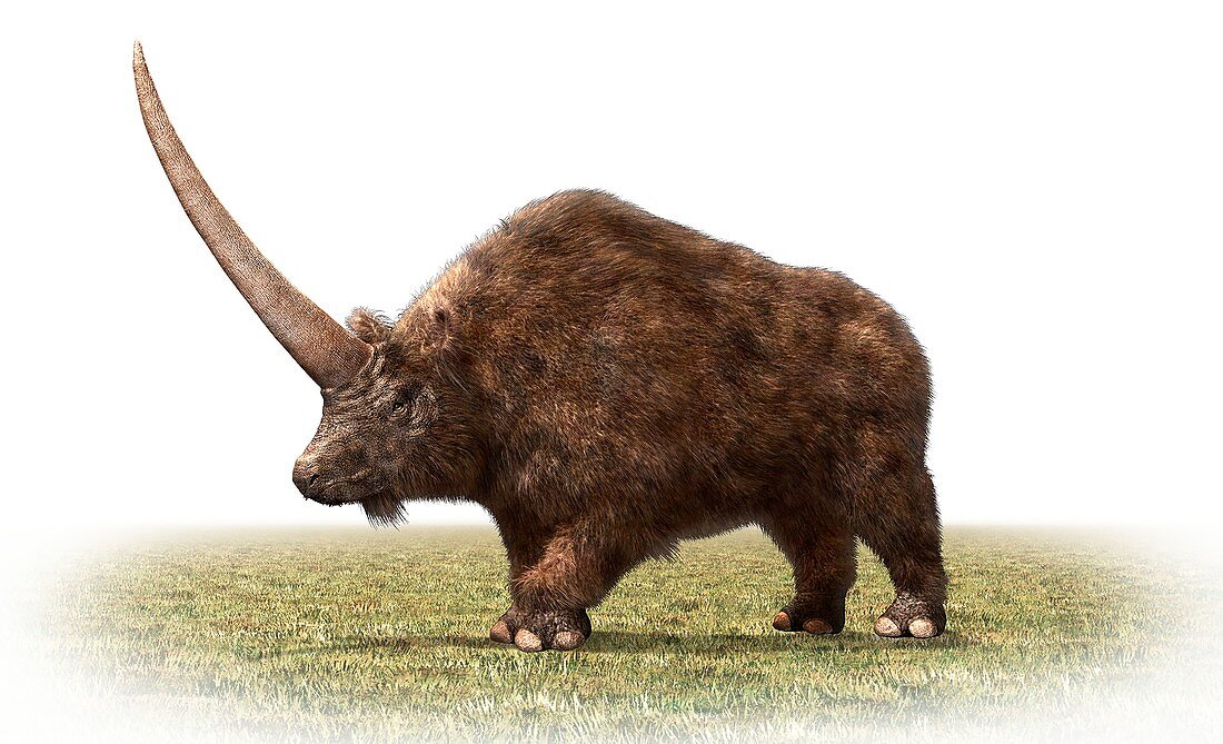 Elasmotherium, illustration