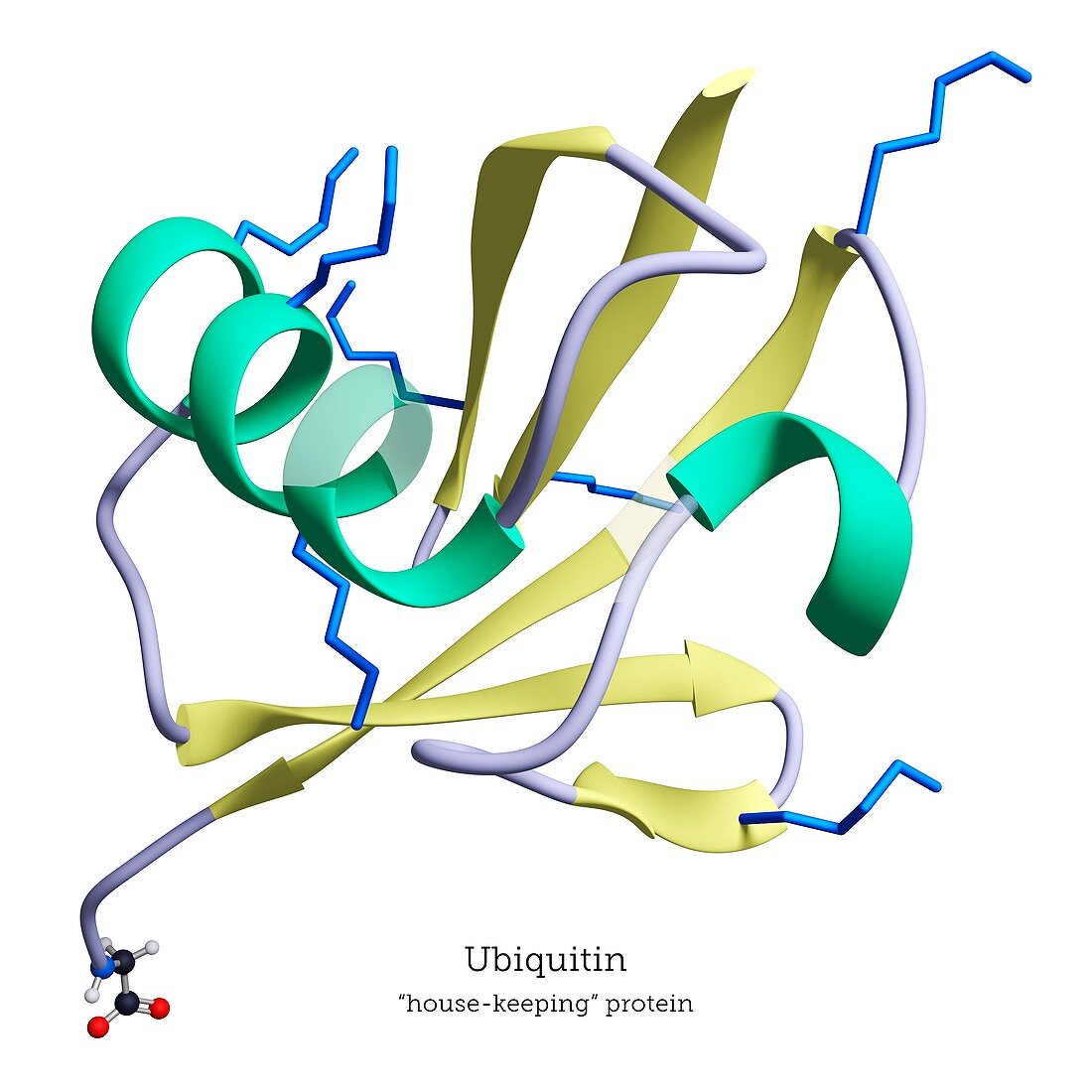 Ubiquitin signalling protein structure