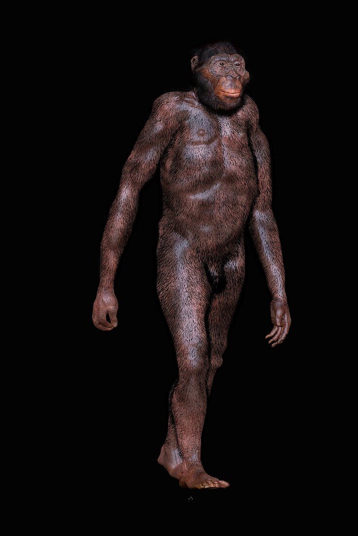 Australopithecus africanus, illustration