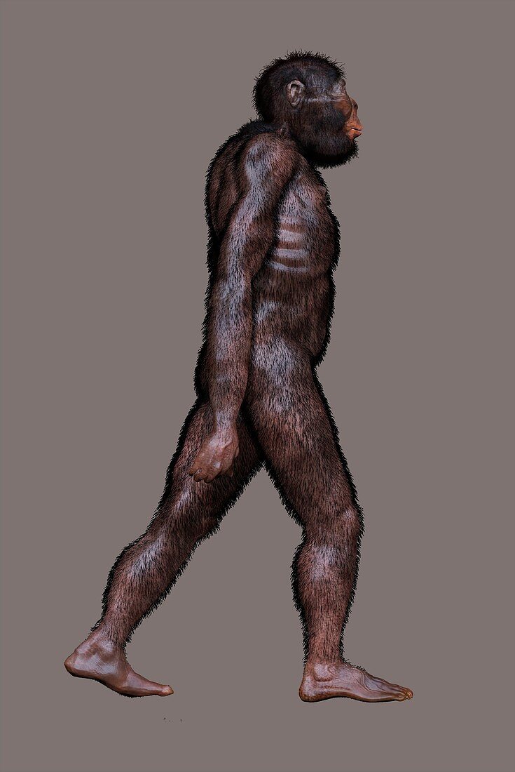 Australopithecus africanus, illustration