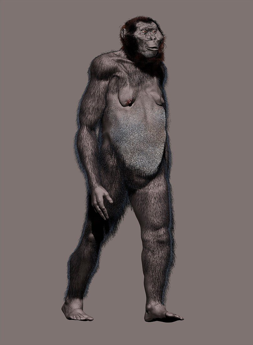 Paranthropus robustus, illustration
