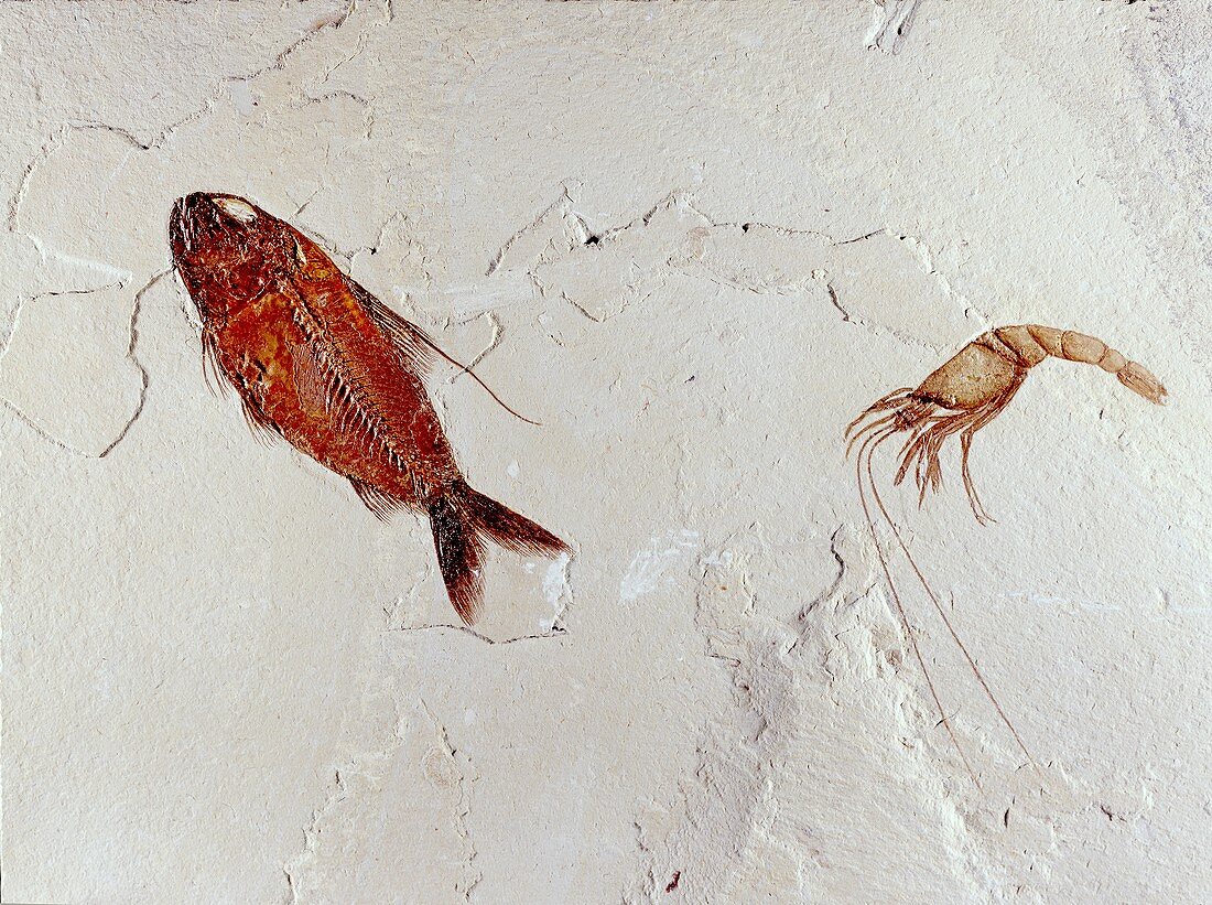Fossil fish and shrimp