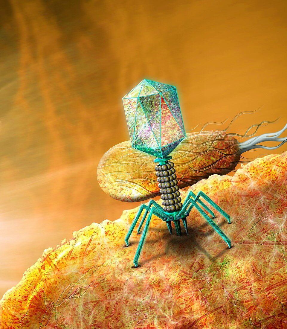 Bacteriophage on bacterium, illustration