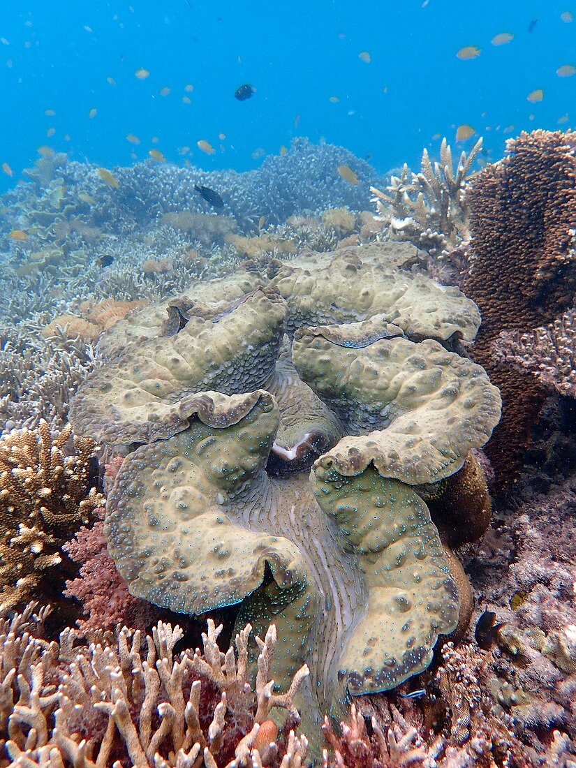 Giant clams on reef, Indonesia