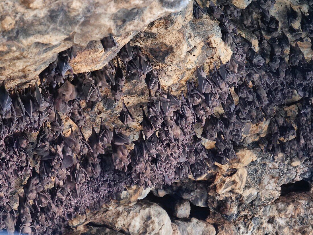 Bat colony, Indonesia