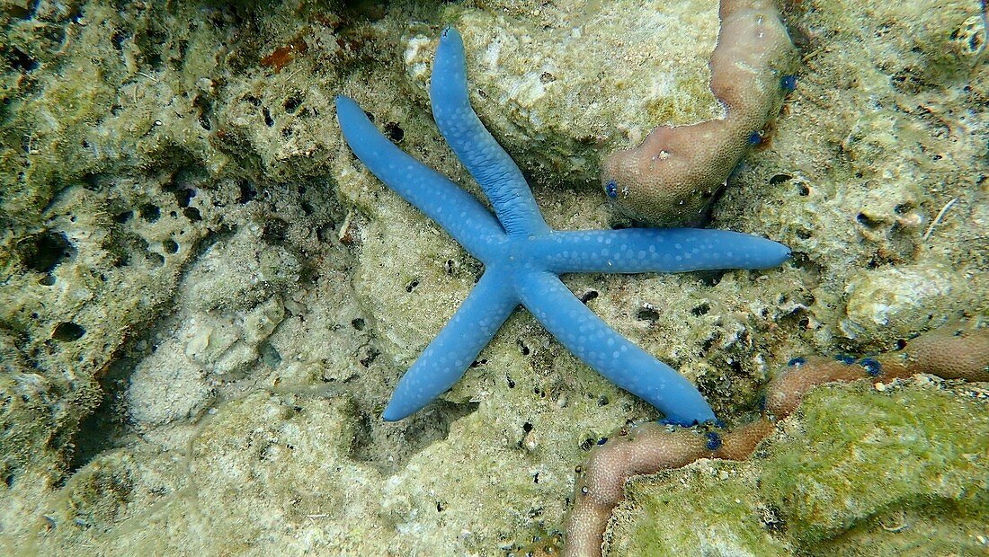 Blue starfish, Indonesia