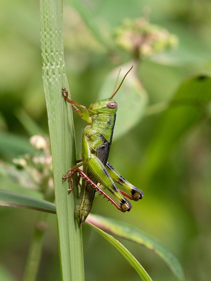 Grasshopper on blade of grass, Indonesia