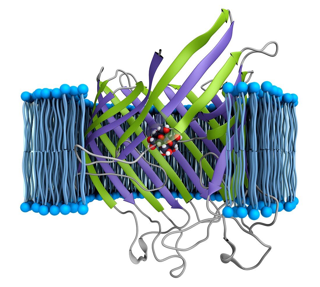 Maltoporin membrane transport protein structure