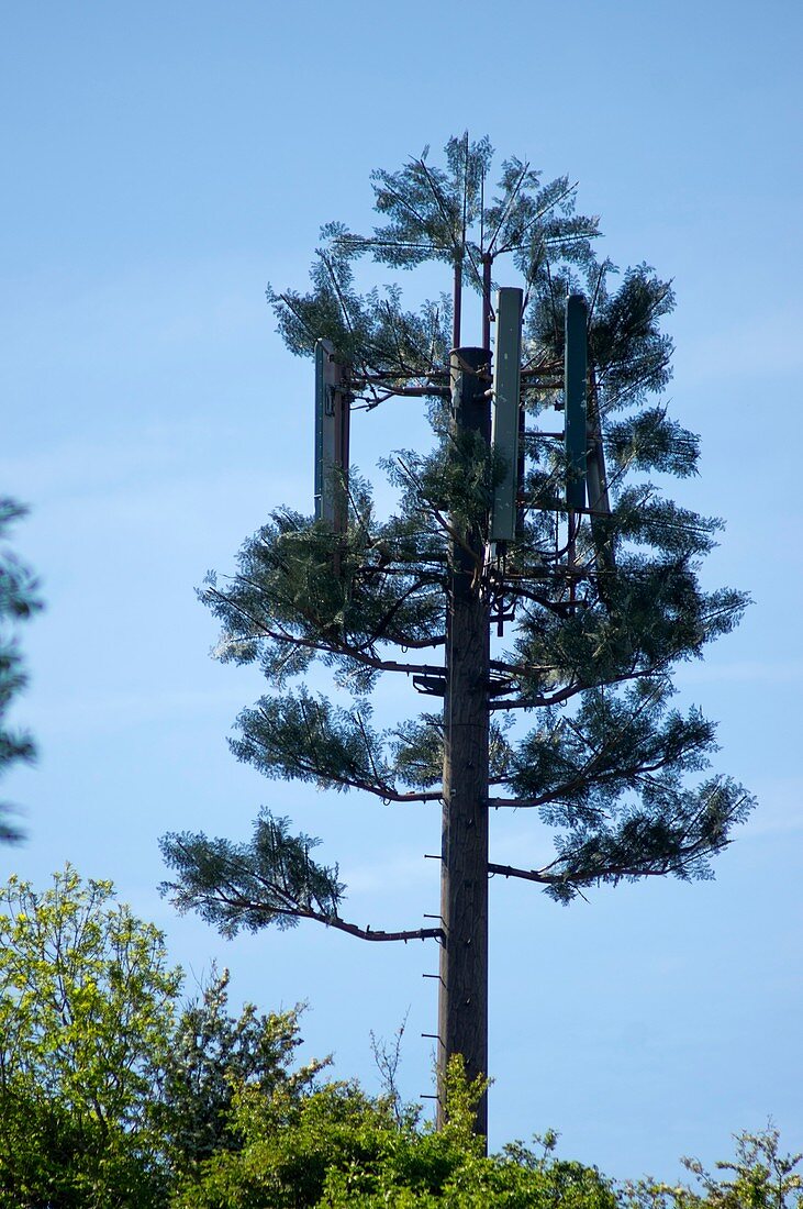 Phone mast tree