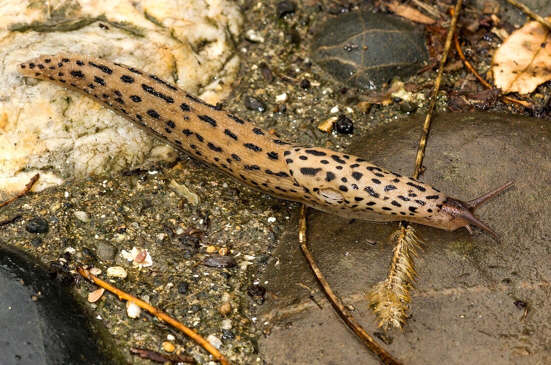 Adult leopard slug