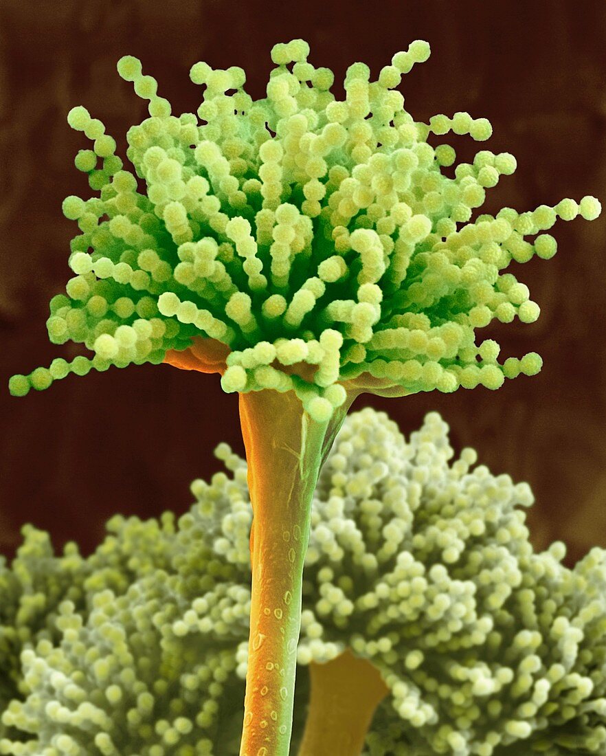 Mould Aspergillus versicolor, SEM