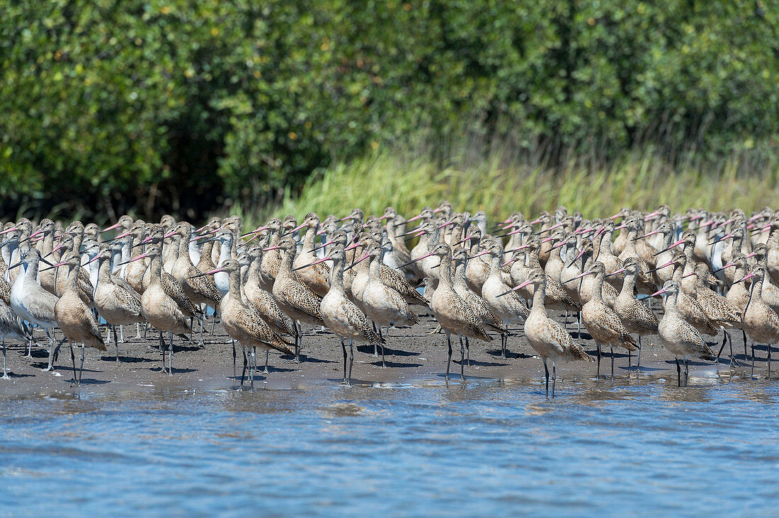 Marbled godwits flocking on a beach