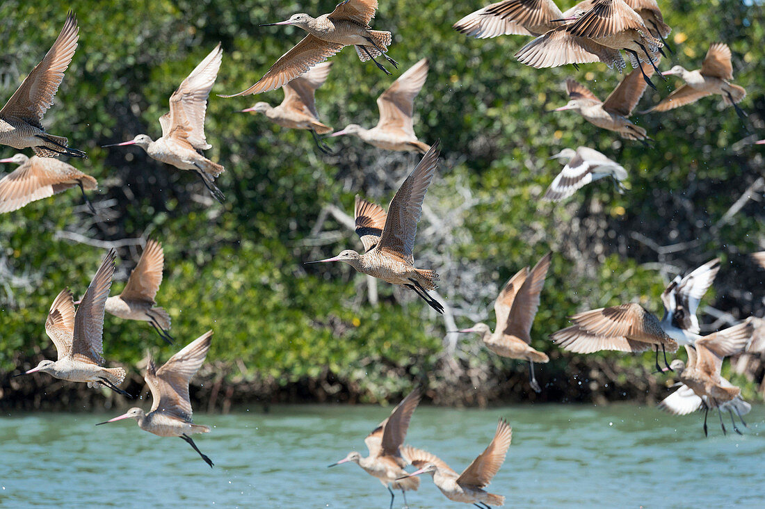 Marbled godwits in flight over a beach