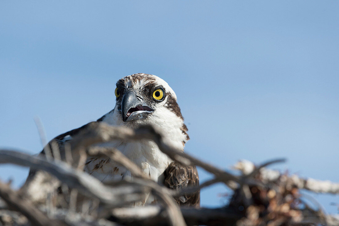 Osprey on its nest