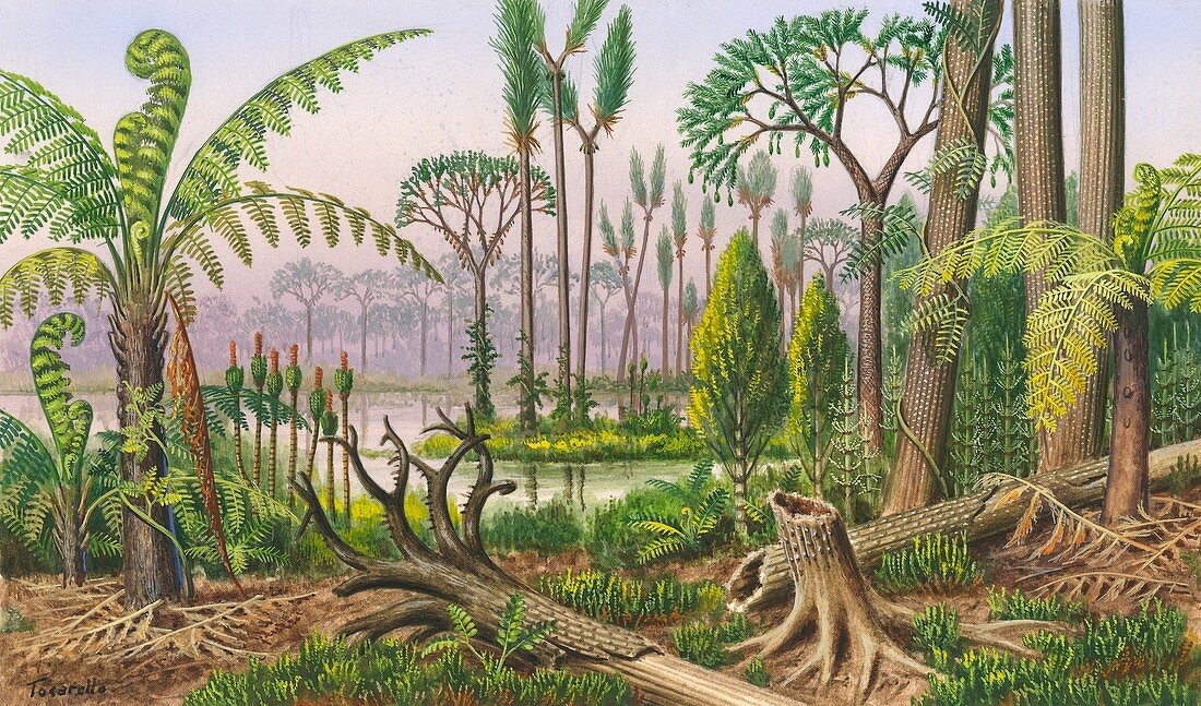 Carboniferous flora, illustration