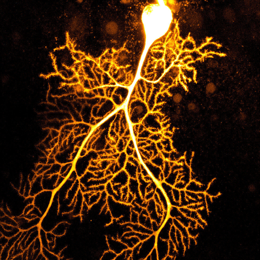 Purkinje nerve cell, confocal micrograph
