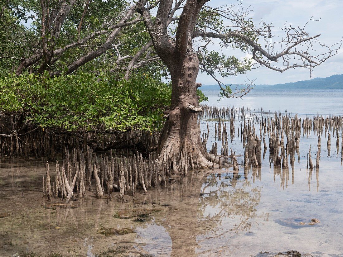 Mangroves, Indonesia